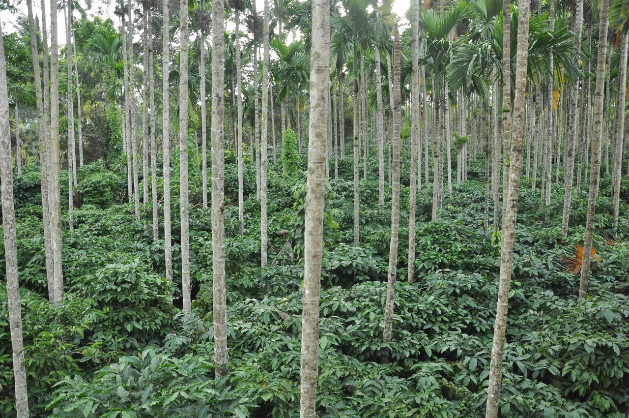 The Casiita Coorg Villa Kushalnagar Ngoại thất bức ảnh
